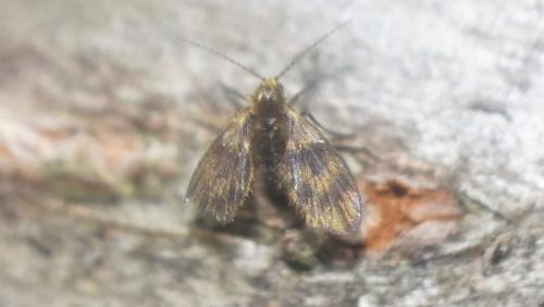 Réf. 347 428 : Trichomyia sp.